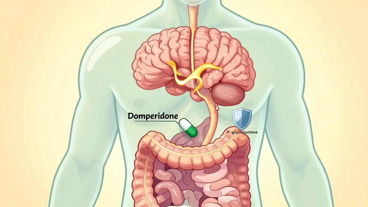 Transparent body showing domperidone working in the gut without entering the brain, with dopamine flowing freely.